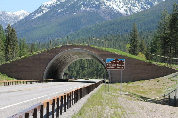 THE WORLD GEOGRAPHY: Unusual Bridges For Animals - Wildlife Overpasses