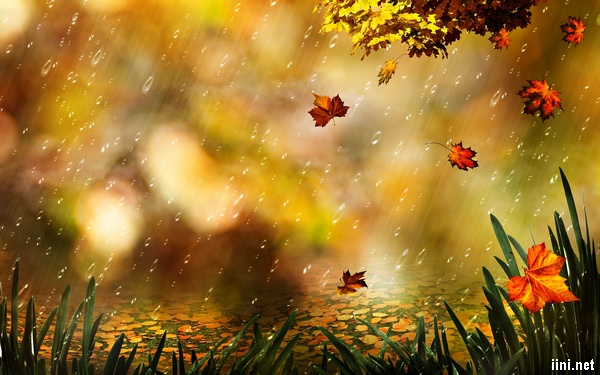 ảnh mưa mùa thu với những chiếc lá phong rơi rụng
