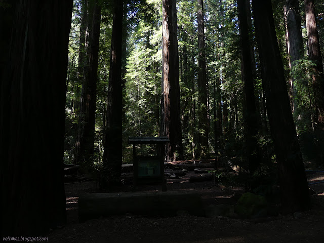 sign below the tall redwoods