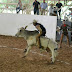 Hacienda Paraíso se adelanta en el II Campeonato Estatal de Charros en la Hacienda Kancabchén