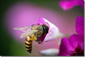 Bee
