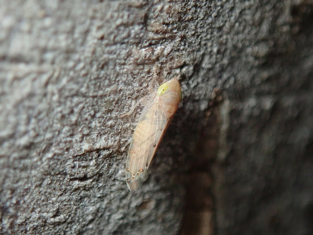 Synophropsis lauri