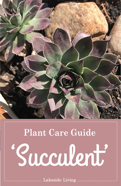 Succulent Plant Care Guide