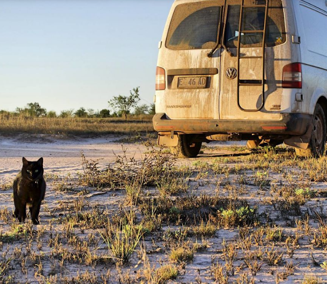  Guy equal Job and Sells Everything He Owns simply to Travel along with his Cat   