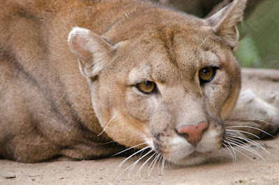 pumas