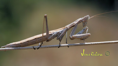 Mantis religiosa