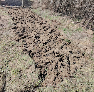 First section of the vegetable garden turned over