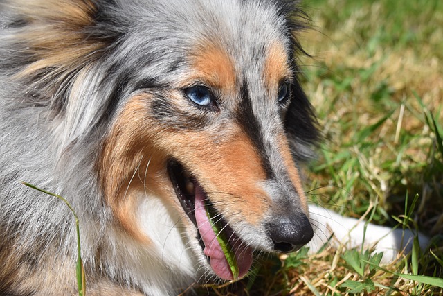 4 Reasons Your Dog Eats Grass and How You Can Help