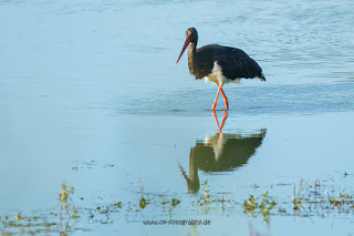 Wildlifefotografie Lippeaue Schwarzstorch Olaf Kerber