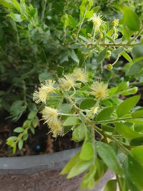 acacia howittii 'honeybun'