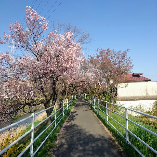 芸術の小路　桜