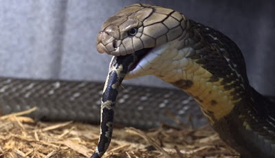 Makanan King Kobra  Bernama Kevin Milik Reptiler Ini Bikin 