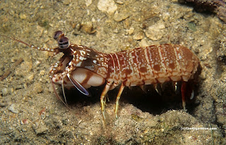 Mantis shrimp (Odontodactylus brevirostris)