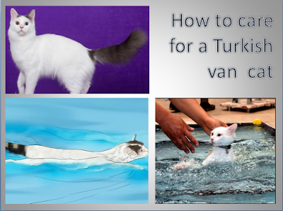 How to care for a Turkish Van cat?
