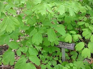 Blue cohosh Javanese Traditional Herb