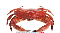 MIMPI KEPITING (Menurut Erek-Erek 4D-3D-2D)