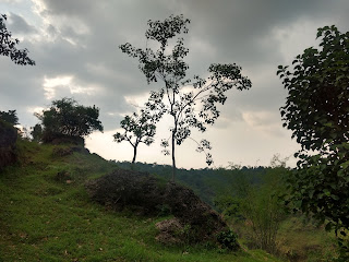 Step farms in hilly areas of Kangra Valley,Himachal Pradesh