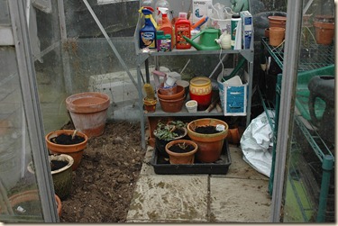 garden a day 003