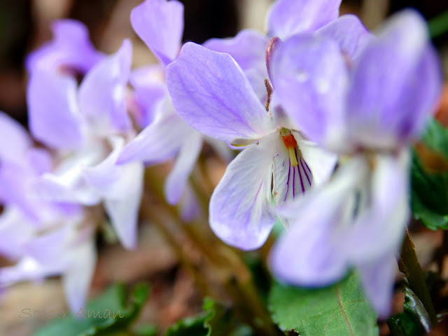 Viola japonica