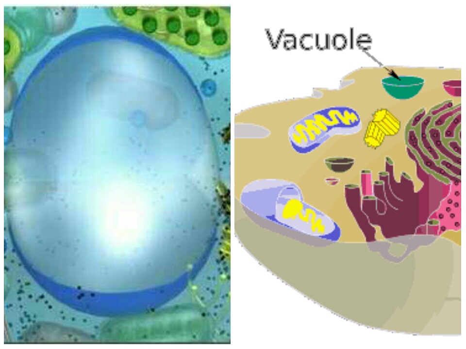 Biology Facts: VACUOLE (31 Points)