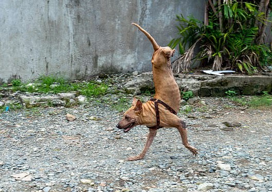 Thanks to her dedicated owner, a dog born without hind legs has ...