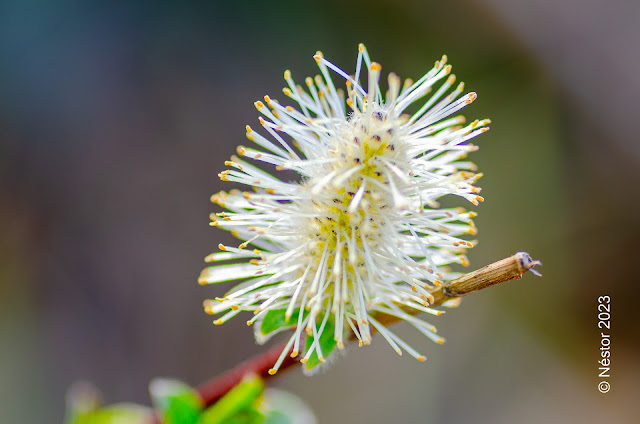 Macrofotografia