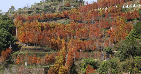 台中潭子|新田登山步道落羽松夢想莊園-超秘境！滿山兩千棵發紅的落羽松