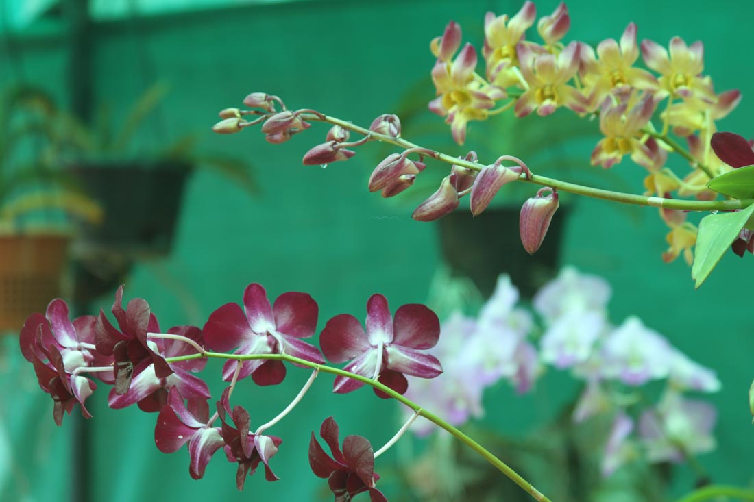 Common Orchids of India, high resolution images free