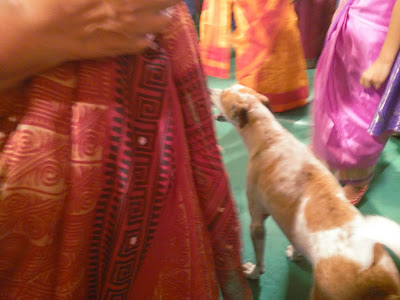 Brownie at Durga Pooja