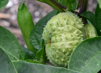 Datura metel seed pod