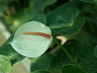 Anthurium non identifié