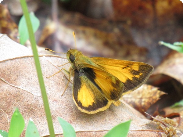 IMG_6309 Zabulon Skipper