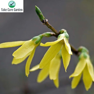 Sino-dourado Forsythia x intermedia: Plant Care and Growing Guide