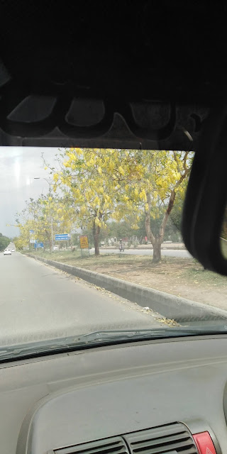 golden shower trees at capital city islamabad,pakistan
