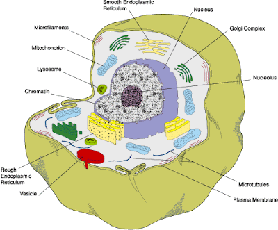 Animal Cell