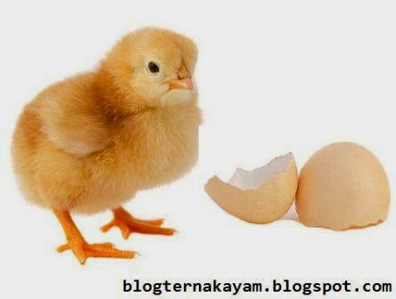 Persiapan Pemeliharaan Anak  Ayam  Ternak Ayam 