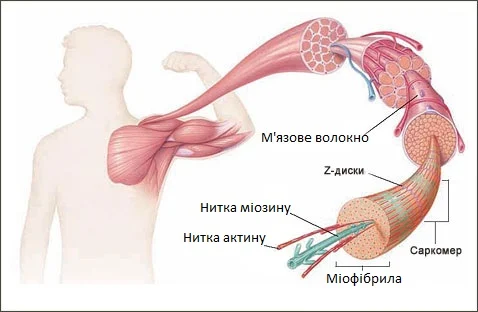 Короткий опис будови скелетних м'язів людини