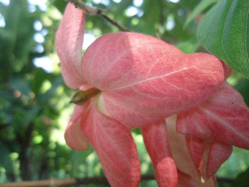 Kata Romantis Bunga Nusa Indah Merah Muda Rumah Daun Muda