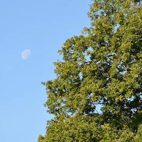 Moon showing the afternoon