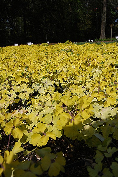 Plant Group _322open house