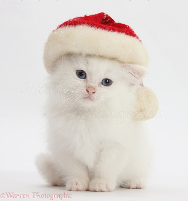 Kitty Christmas Kittens Wallpaper free Download HD 