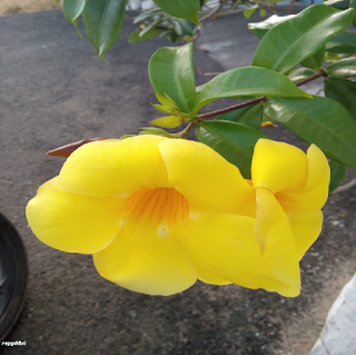 GOLDEN TRUMPET FLOWER - மஞ்சள் அலமண்டா பூ