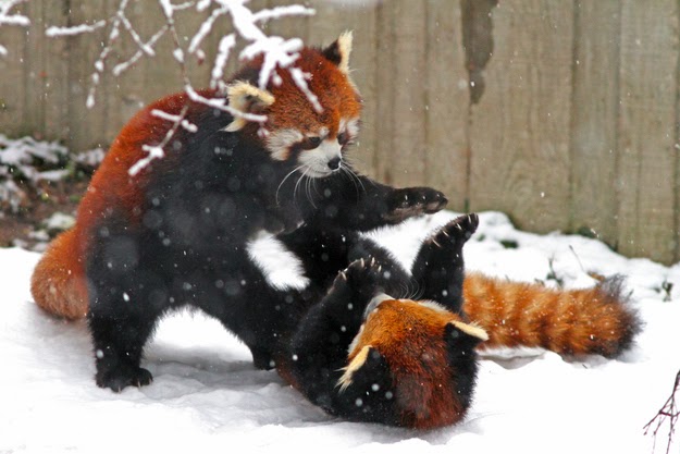 “Just kidding, we’re friends!” - If These Red Pandas Can Enjoy The Snow Then You Should, Too
