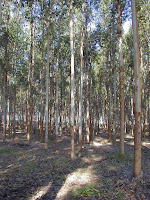 plantación de eucaliptos