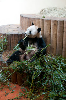 Giant panda eating bamboo at Edinburgh Zoo Scotland