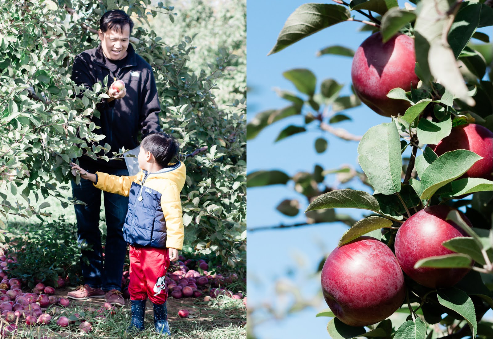 Things to Do in Fall near Ottawa, Ontario: Mountain Orchards Apple Picking