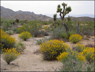 Joshua Tree National Park,Joshua tree,desert senna,hills,flowers,wildflowers