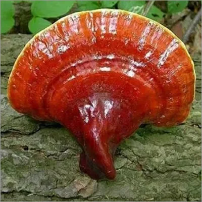 Ganoderma mushroom capsule supplier