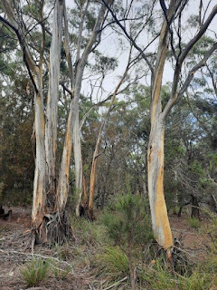 tall stand of eucalypts