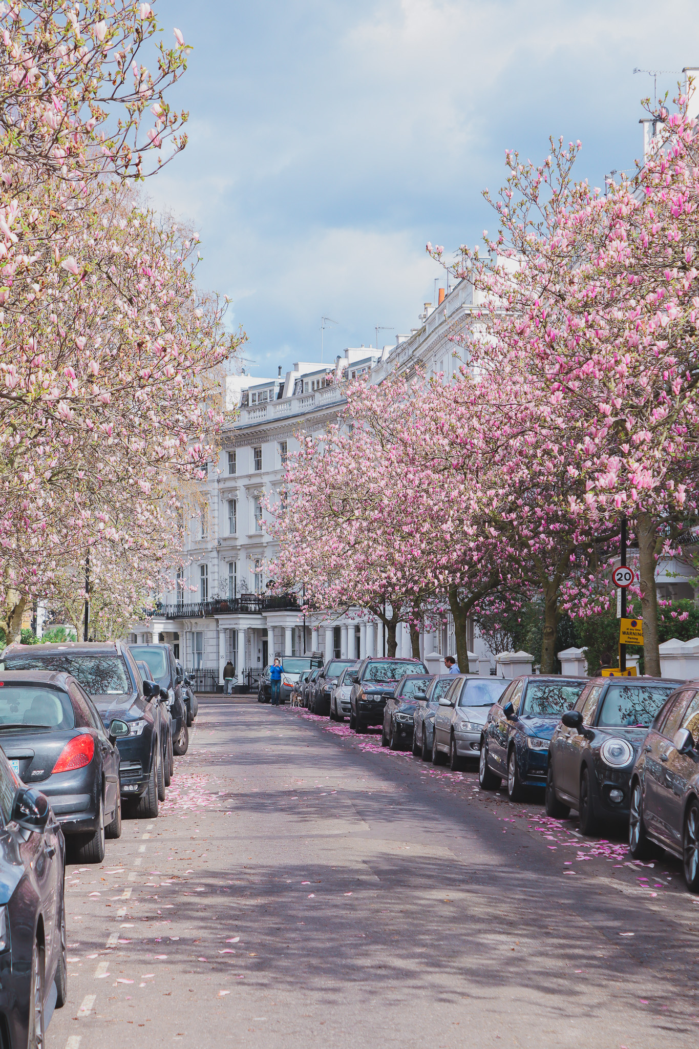 Sunderland Terrace magnolia blossoms